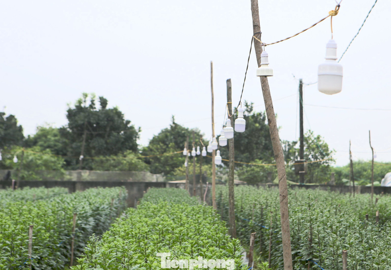 Để hoa nở đúng dịp, đạt độ cao chuẩn, sau khi trồng hoa cúc người dân sẽ thắp đèn xuyên đêm khoảng gần 2 tháng để cho cây phát triển.