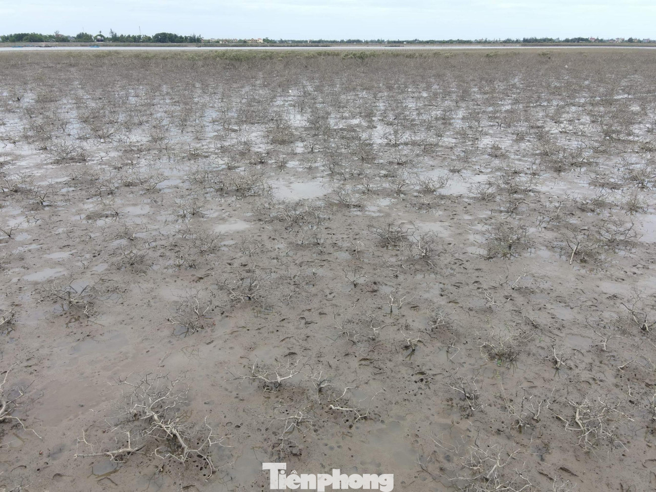 Theo ghi nhận, hàng chục ha cây rừng trải dài dọc tuyến đê giờ chỉ còn lại một bãi bồi trơ trọi trong nắng nóng.