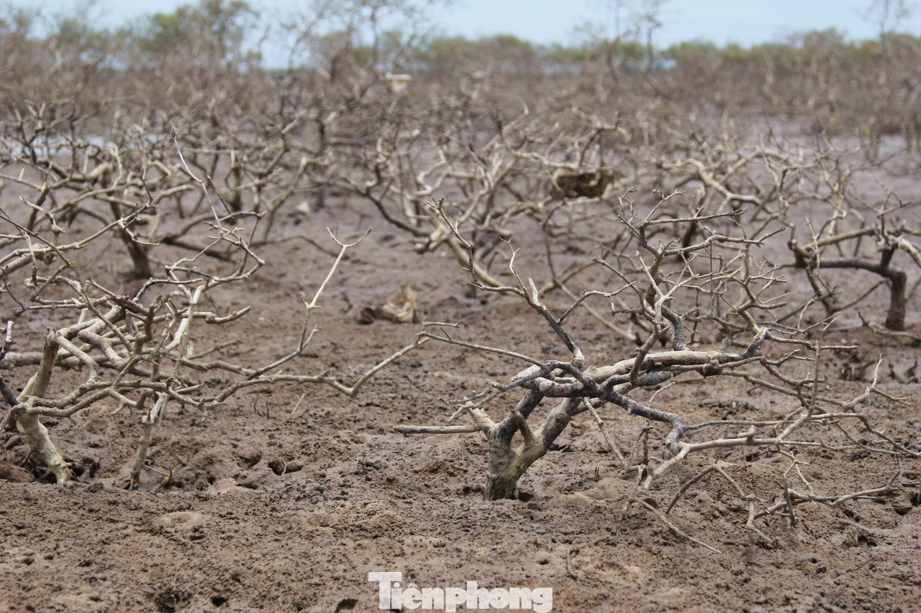 Những cành cây, thân cây chết khô, bị thuỷ triều đánh xếp thành từng lớp cao dọc theo mép đê.