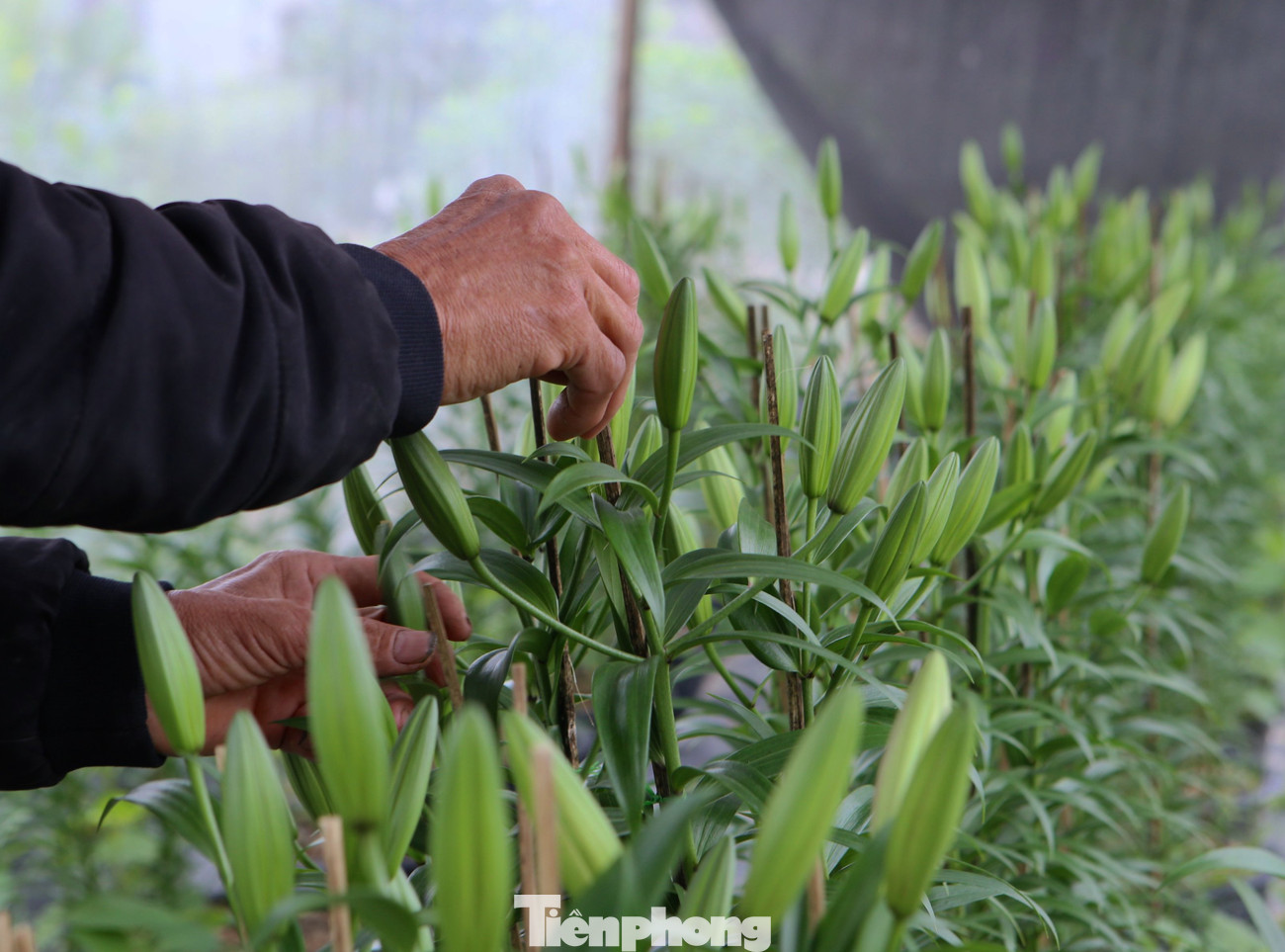 Năm nay dù thời tiết không thuận lợi nhưng hoa phát triển tốt và nở đúng dịp Tết.