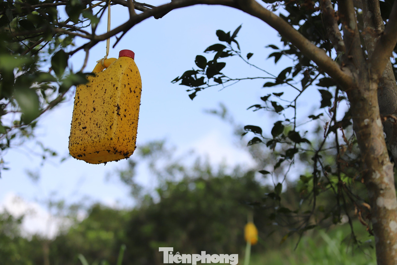 Người dân dùng các loại keo dính tự chế treo vào các cây để bắt ruồi, sâu phá hoại quả.