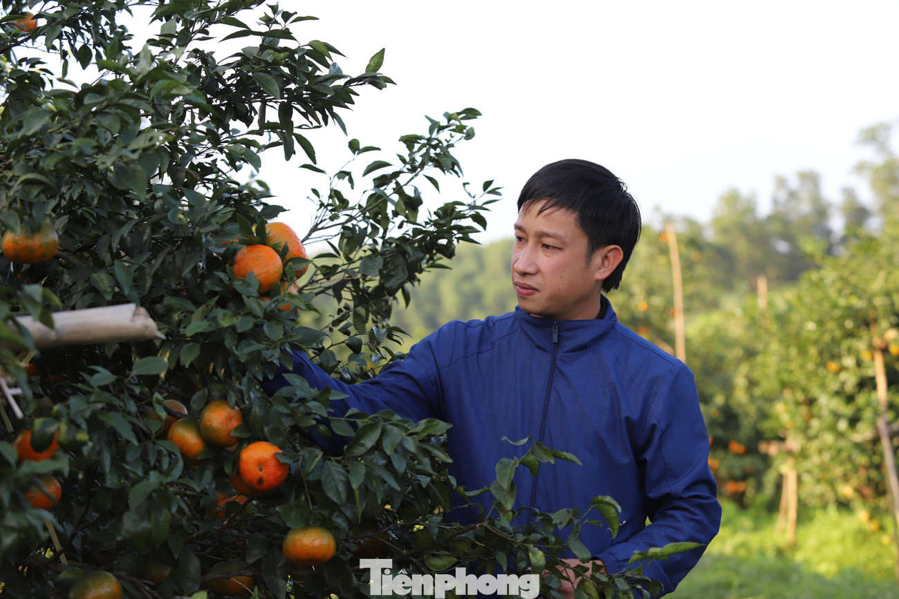 Theo người dân, cam năm nay thời tiết thuận lợi, quả đẹp và chín vào đúng dịp Tết. Hiện tại cam được bán với giá từ 20-45 ngàn đồng/kg, có thời điểm dịp Tết giá 70-80 ngàn đồng/kg.