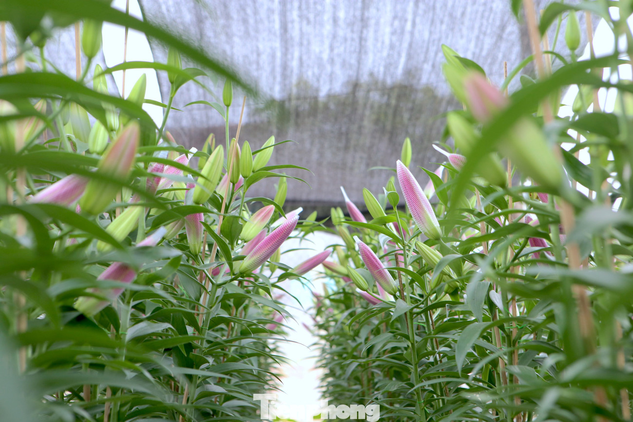 Hiện tại ở các vườn chủ yếu trồng hoa cúc tím Thạch Bích, Kim Cương, Pha Lê…. Đa phần họ trồng trong nhà lưới nên hoa phát triển tốt và dễ dàng chăm sóc.