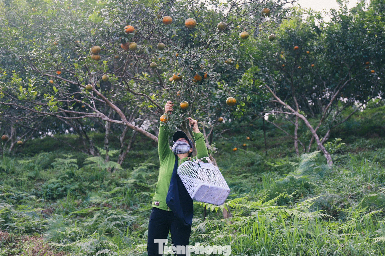 Những ngày này thương lái cũng tập trung đến các vườn cam để đặt hàng, thu mua trước. Một số thương lái mua bán lẻ tại các khu chợ nhỏ.