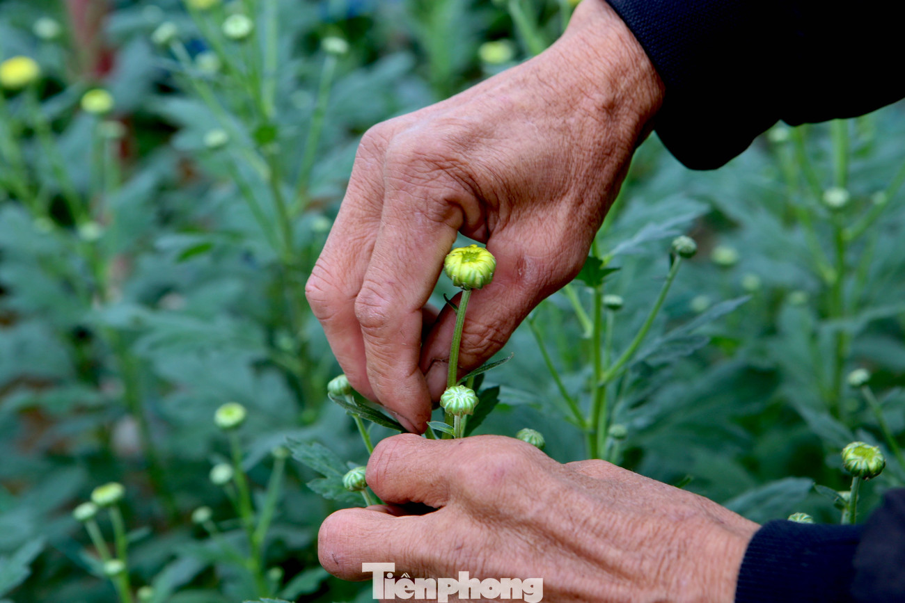 Theo người dân trồng hoa ở xã Lưu Vĩnh Sơn, những năm gần đây có đông thương lái về mua tại vườn nên người dân không cần mang ra chợ để bán. Trong ảnh: Người dân đang hái bỏ những lộc hoa cúc để lại những bông đẹp nhất.