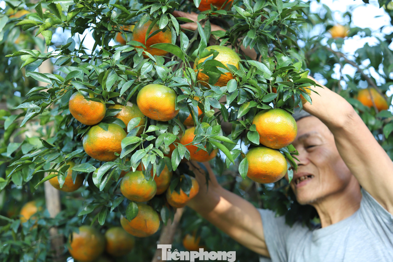 Mặc dù một số vườn cam đã chín vàng rực, nhưng người dân vẫn “ém hàng” chờ Tết để bán được giá hơn.