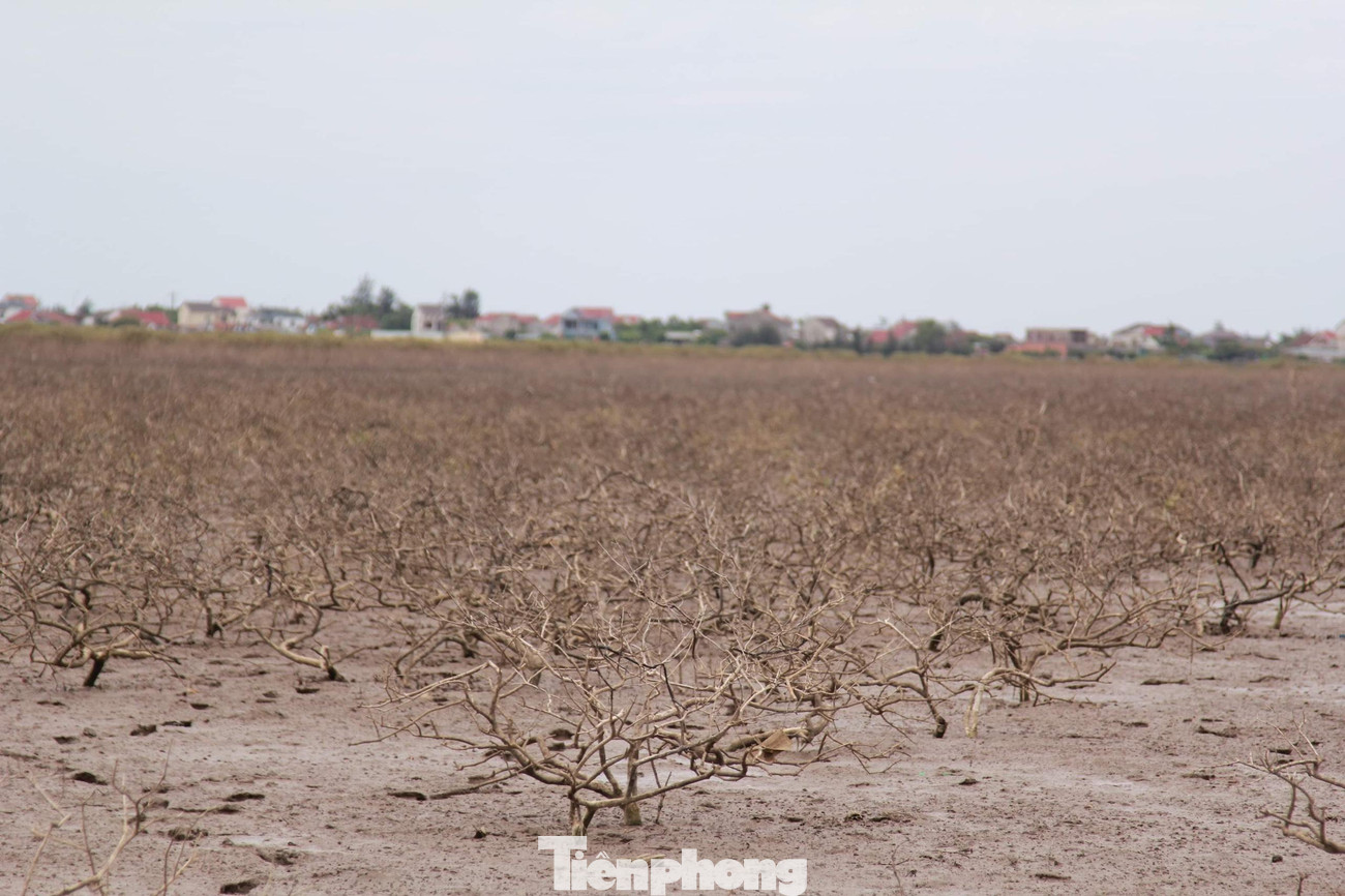 Khung cảnh hoang tàn, cây khô khốc, bãi đất cằn cỗi, rác thải chi chít trên mặt đất như hoang mạc khô cằn. Cành cây đã khô héo như củi, chỉ cần bẻ nhẹ cũng gãy.