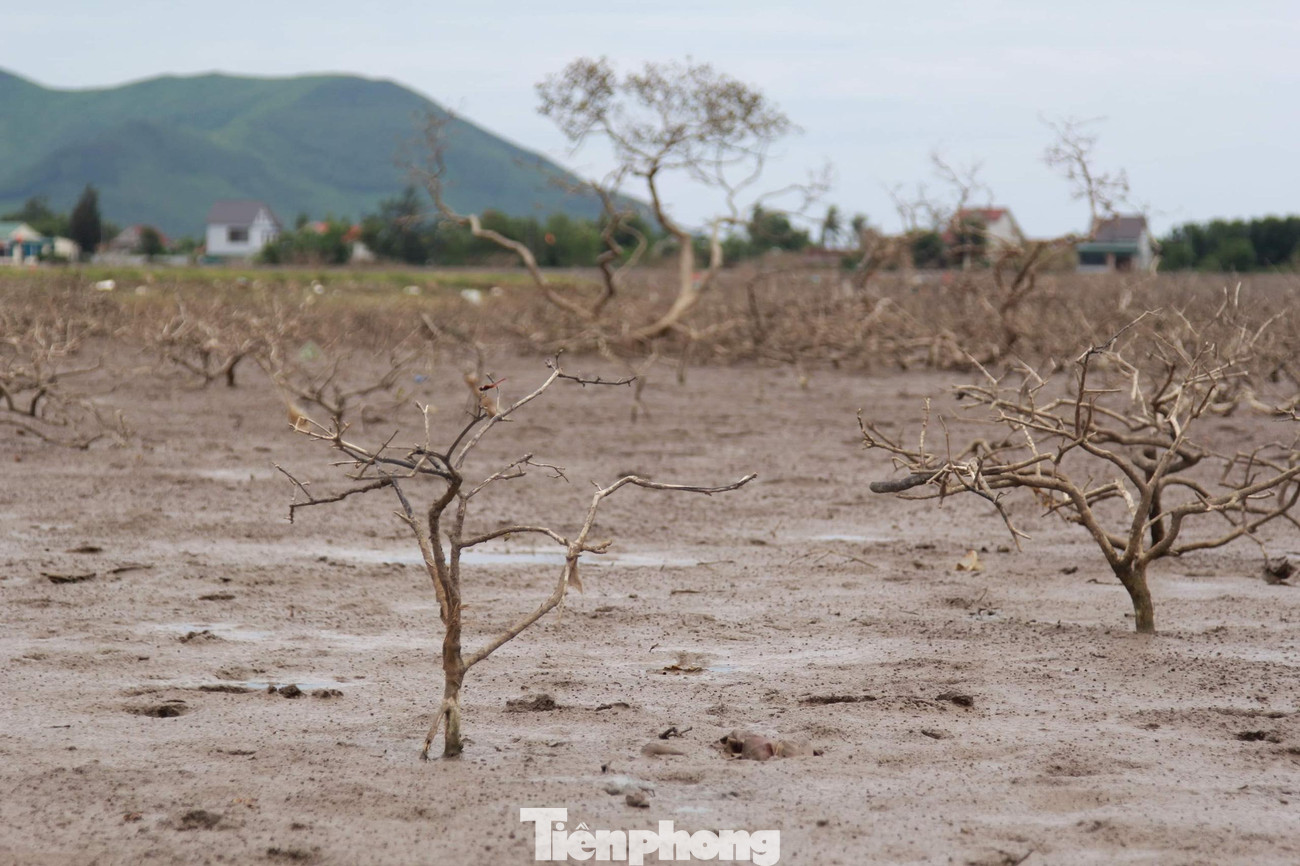 Cơ quan Hạt Kiểm lâm thị xã Kỳ Anh qua kiểm tra đã xác nhận 25ha (chiếm 60%) rừng phòng hộ trong tình trạng chết khô hàng loạt, khó có thể phục hồi.