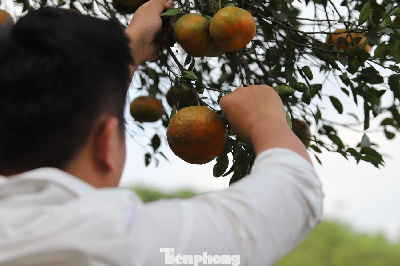 Mùa thu hoạch cam bù Hương Sơn bắt đầu từ đầu tháng 12 âm lịch và kéo dài đến qua Tết Nguyên đán. Nhờ loại quả này nhiều gia đình thu nhập hàng trăm, thậm chí cả tỷ đồng mỗi vụ mùa.