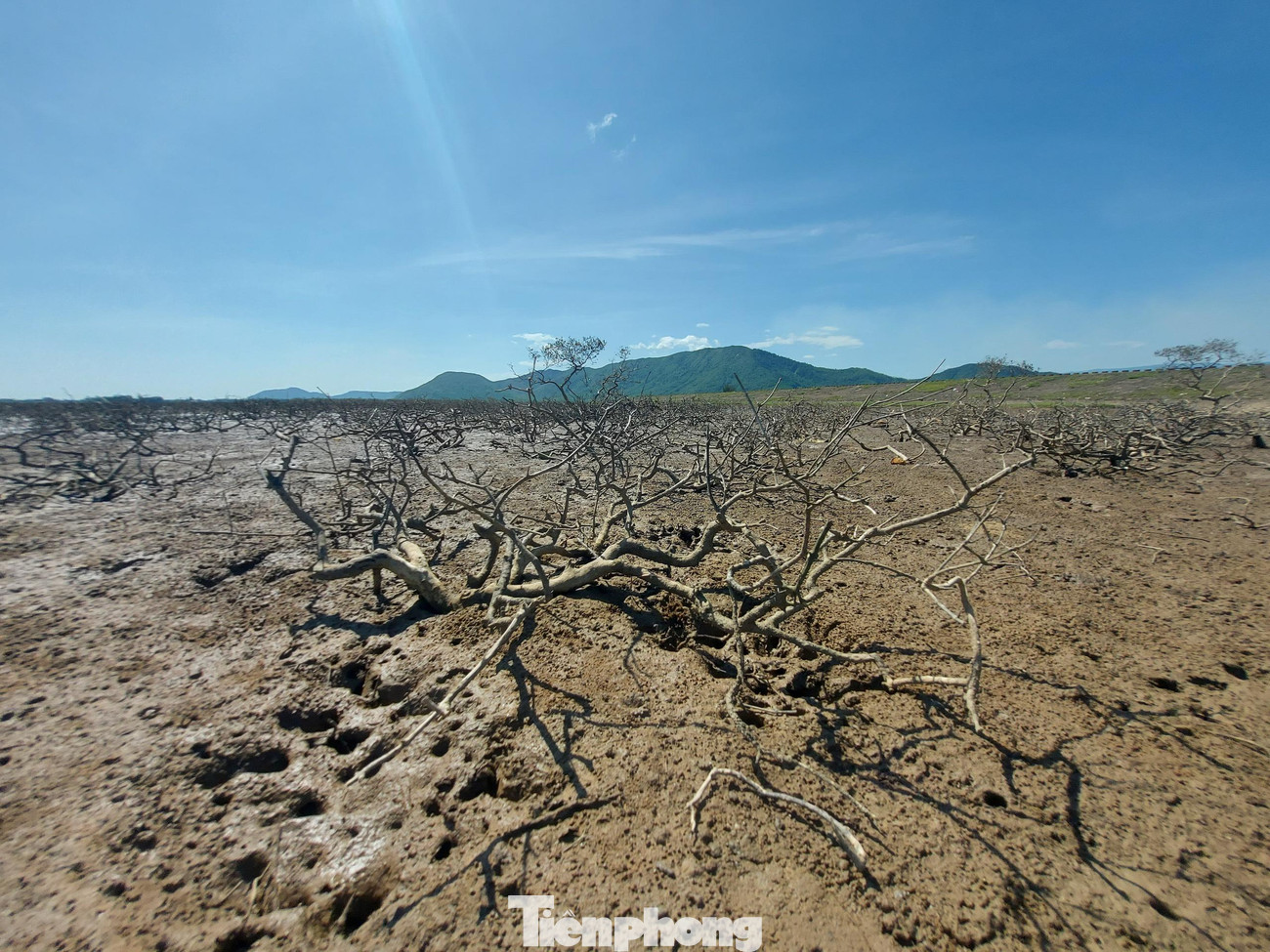 Theo chia sẻ của một số người dân sinh sống gần đây, tình trạng cây chết khô diễn ra hơn 1 tuần nay và có nguy cơ tiếp tục lan rộng. Cây ở đây chủ yếu là mắm, đước, vẹt, có tuổi đời trên 30 năm. Trước đây, cây sinh trưởng rất tươi tốt, xanh tươi, giờ chết khô không rõ nguyên nhân, khiến người dân rất bất an, lo lắng”.