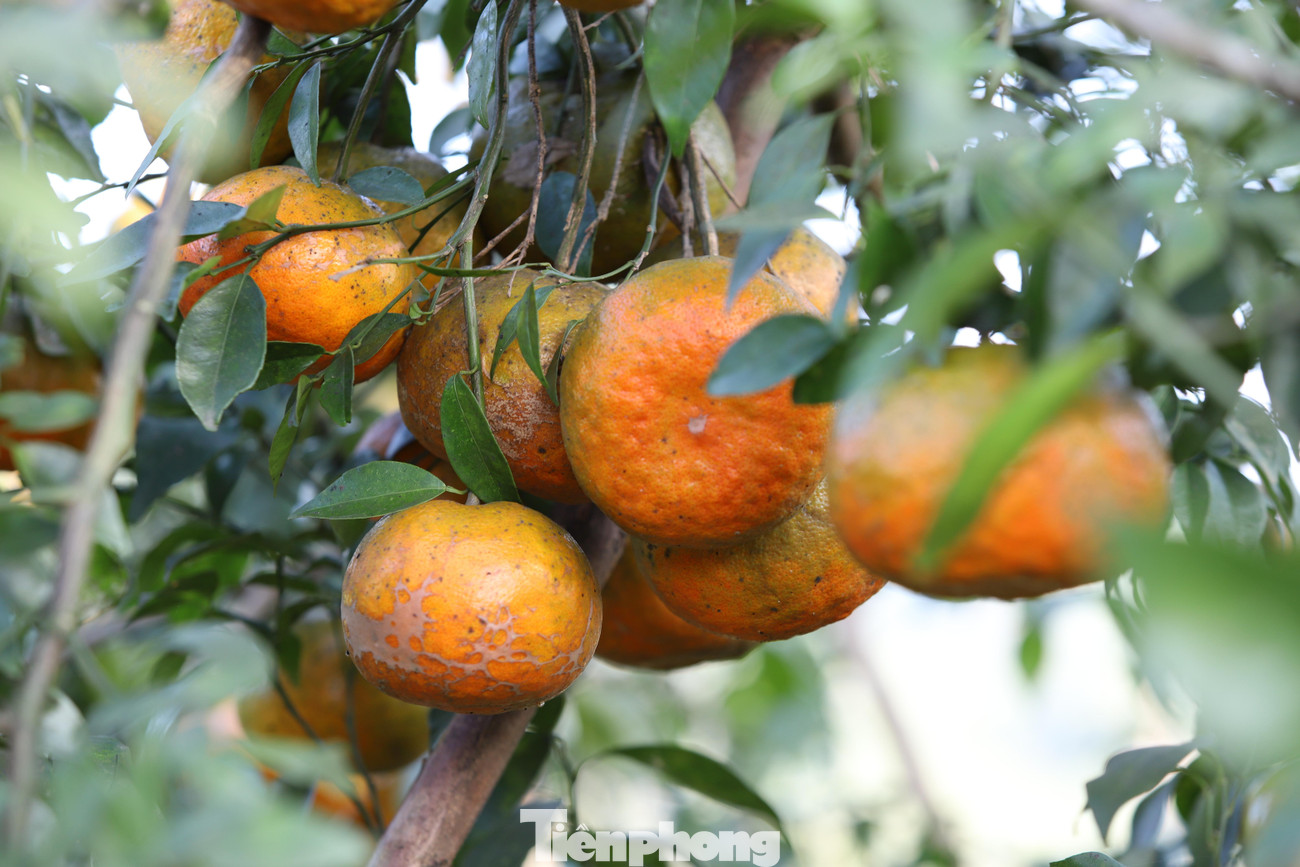 Cam bù khi chín có màu vàng, mùi thơm, vị ngọt thanh. Cam bù có thể hỗ trợ chữa rất nhiều bệnh như cảm cúm, viêm phế quản, đường ruột, tim mạch… nên được nhiều người ưa chuộng.