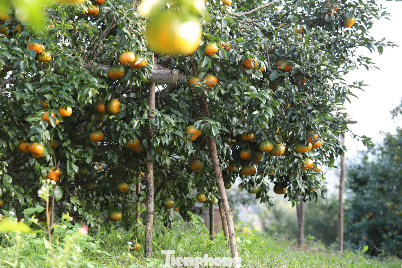 Vườn cam của gia đình ông Đạt trồng từ 5-10 năm tuổi. Hiện nay cam đã chín, gia đình cắt một số ít quả nhỏ để bán ra thị trường, còn những quả lớn đợi Tết.