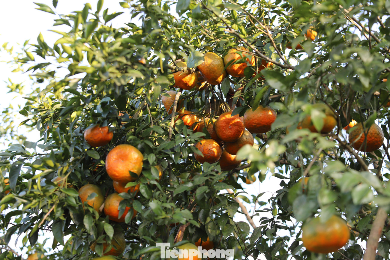 Tại huyện Hương Sơn năm nay có hơn 1.000ha diện tích trồng cam bù. Cam được trồng chủ yếu ở các xã như Sơn Trường, Kim Hoa, Sơn Hàm…