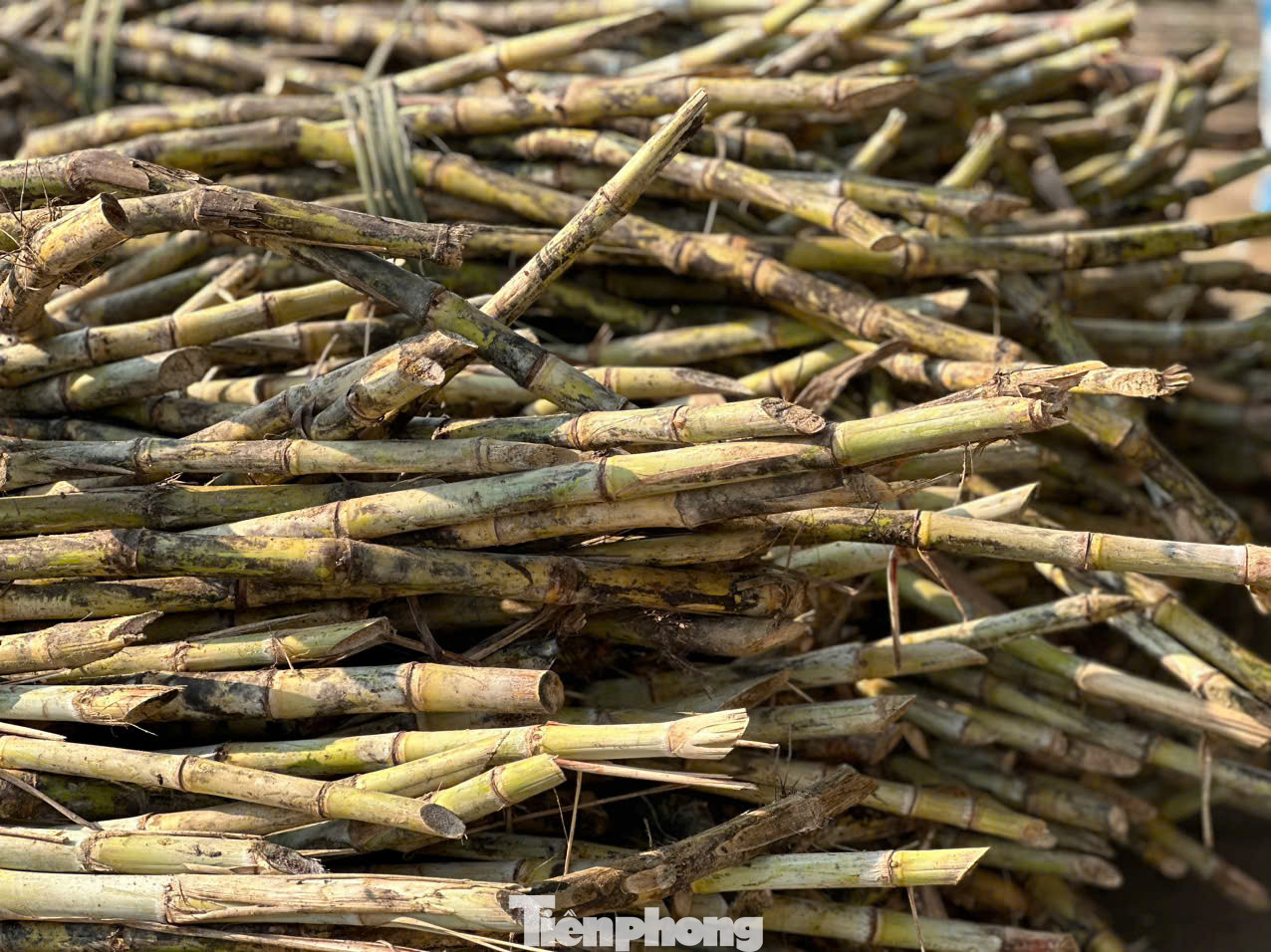 Mía được người dân Thọ Điền trồng để ép lấy mật.