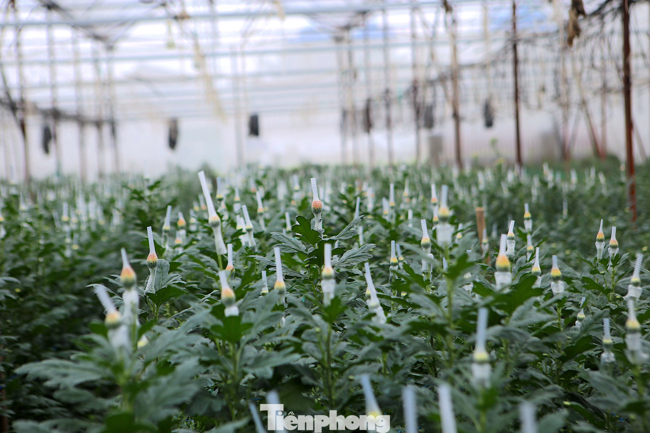 Được hình thành gần 30 năm, mới đây làng nghề hoa cây cảnh Bắc Sơn (xã Lưu Vĩnh Sơn) đã được UBND tỉnh Hà Tĩnh công nhận làng nghề truyền thống.