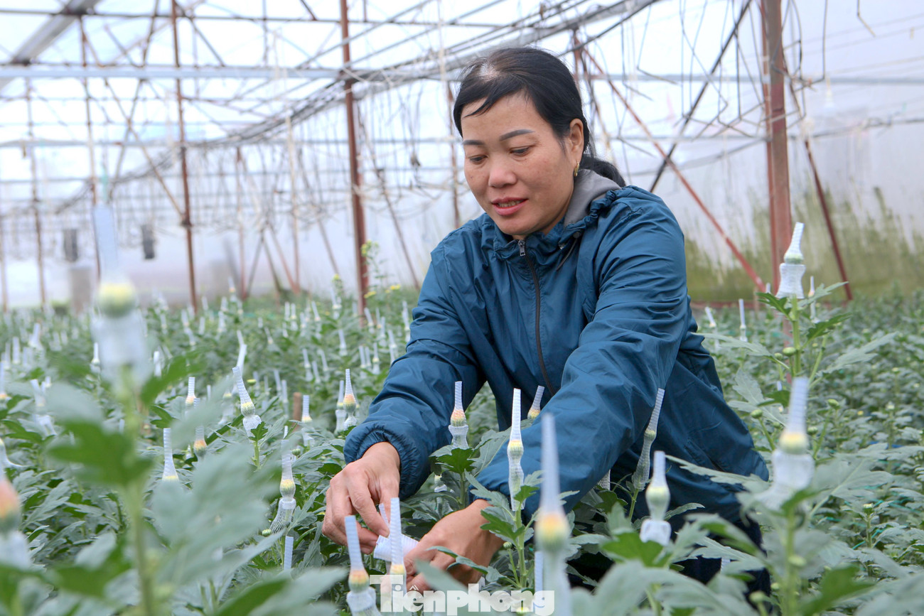 "Thông thường từ ngày 23 Âm lịch là khách đến mua rất đông. Năm ngoái, gia đình thu nhập hơn 50 triệu đồng, mong năm nay sẽ bán được giá hơn vì trồng số lượng nhiều. Giờ chúng tôi đang tranh thủ bó lưới cho từng cây hoa để tránh bông bị hư hỏng khi vận chuyển", bà Trần Thị Hồng, trú thôn Xuân Sơn (xã Lưu Vĩnh Sơn) cho hay.