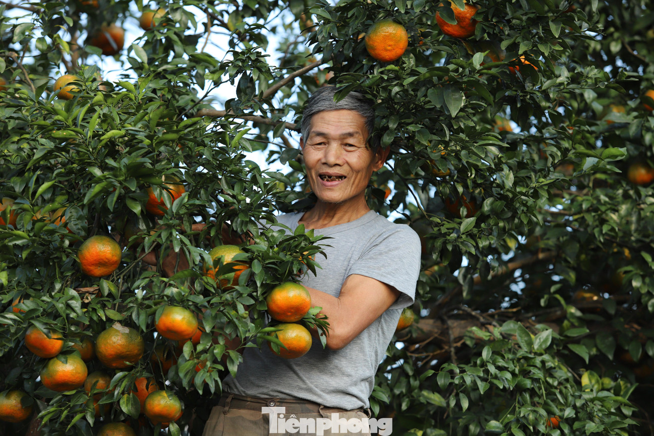 Gia đình ông Nguyễn Văn Đạt (trú xã Sơn Trường) trồng hơn 200 gốc cam bù với diện tích hơn 2ha. Do dịch COVID-19 nên giá cam hiện nay giảm hơn so với những năm trước, ước tính đạt 120 triệu đồng.
