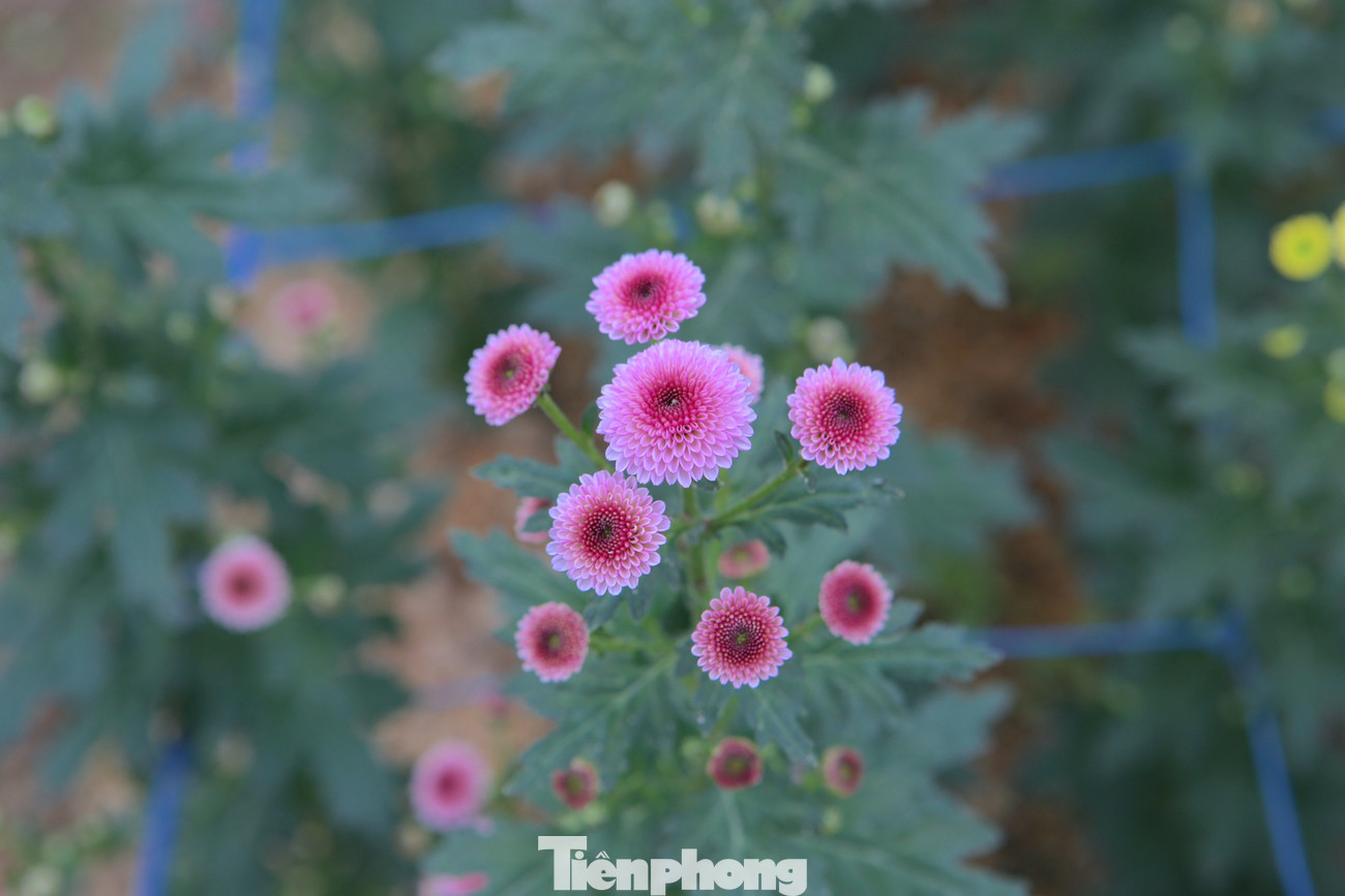 Những bông hoa cúc bắt đầu khoe sắc.