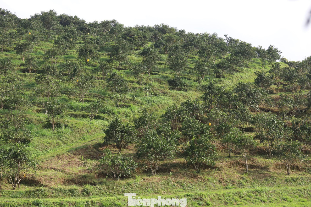 Cam được trồng theo hàng ngang, mỗi gốc cách nhau khoảng 3 m, sau 4-5 năm mới cho thu hoạch quả.