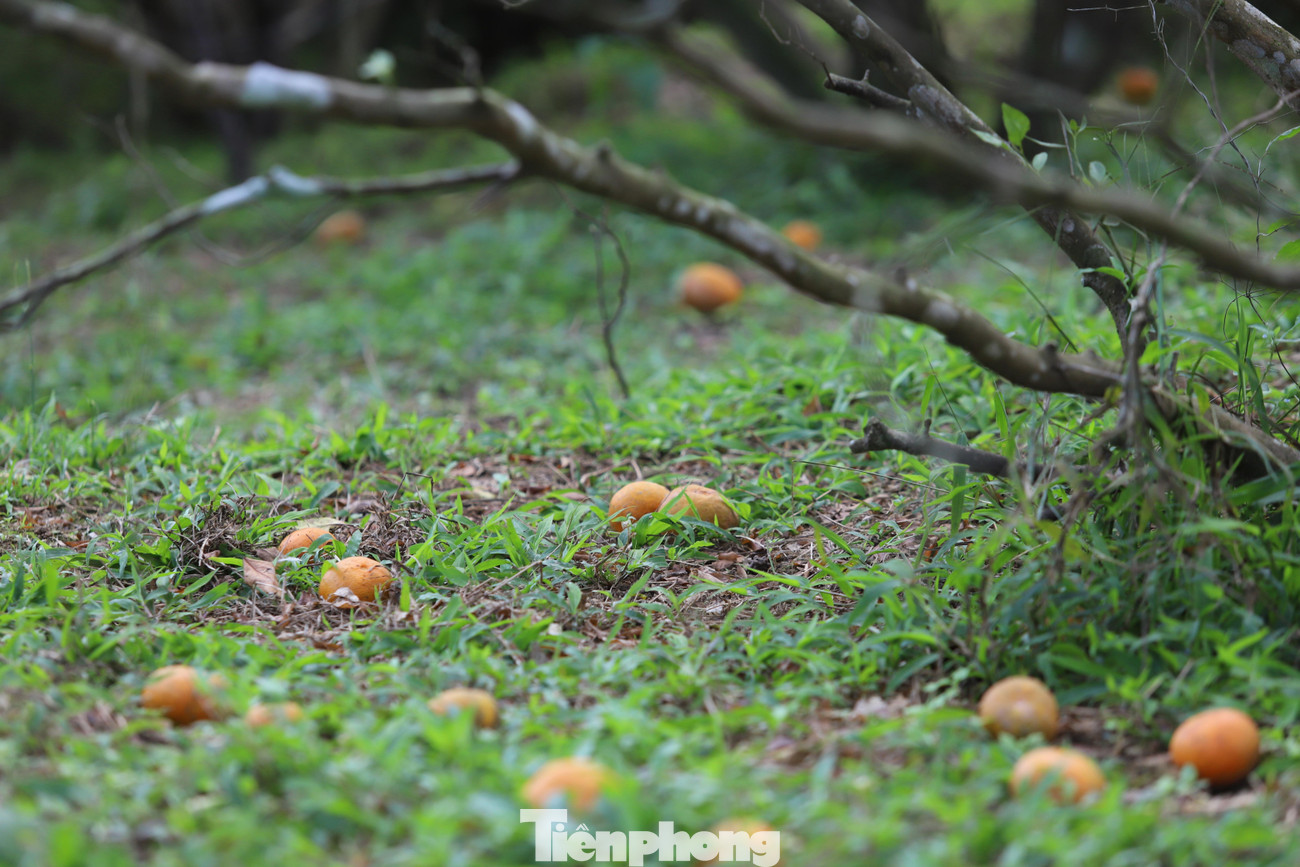 Thậm chí một số gốc cam chín rụng dưới đất, người dân vẫn chấp nhận chờ dịp Tết.