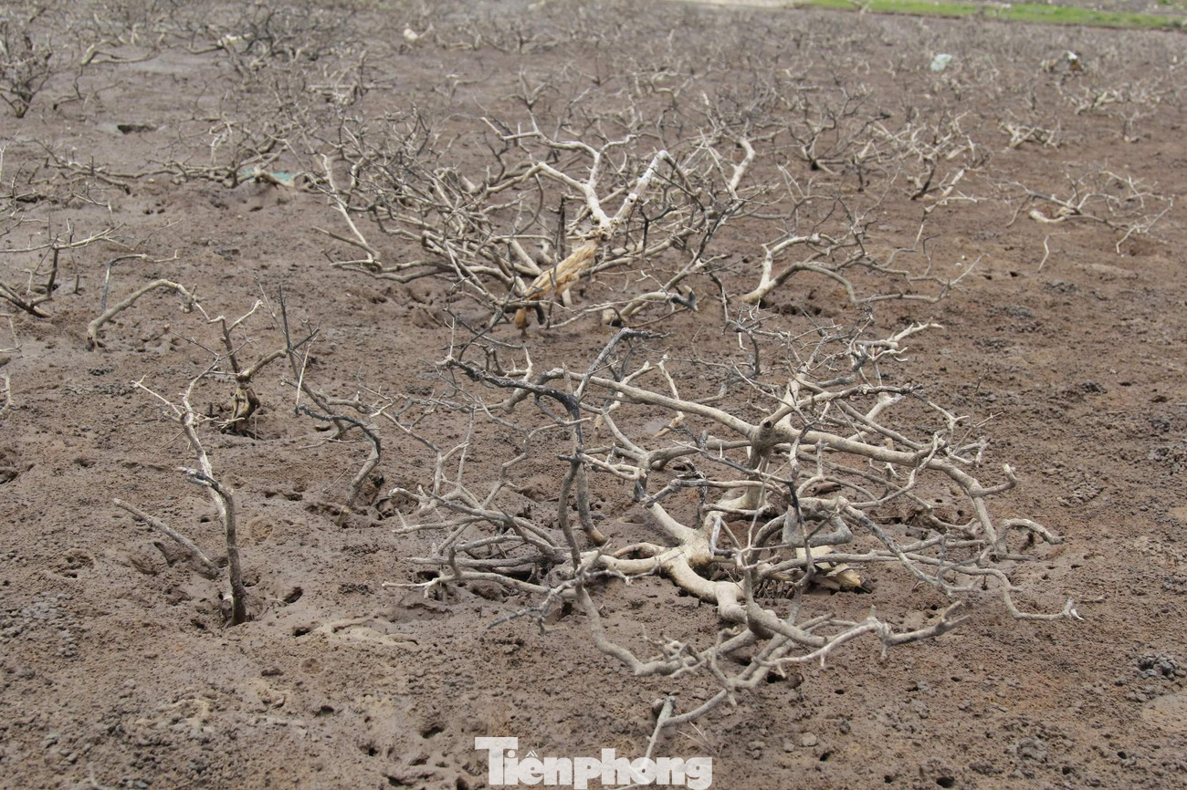 Những thân cây bị chết nằm trơ trọi trên mặt đất.