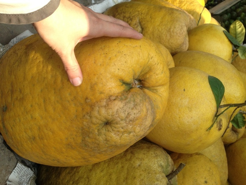 Bưởi Kỳ Đà 'khủng', dừa tài lộc đổ bộ chợ Tết Sài Gòn ảnh 3