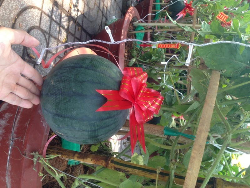 Dân Sài Gòn lùng dưa hấu cảnh 1,2 triệu đồng/chậu chơi Tết ảnh 5