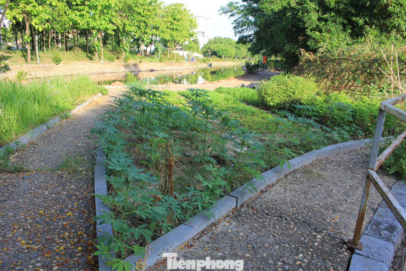 Vị trí làm vườn hoa trong công viên trở thành nơi trồng rau xanh.