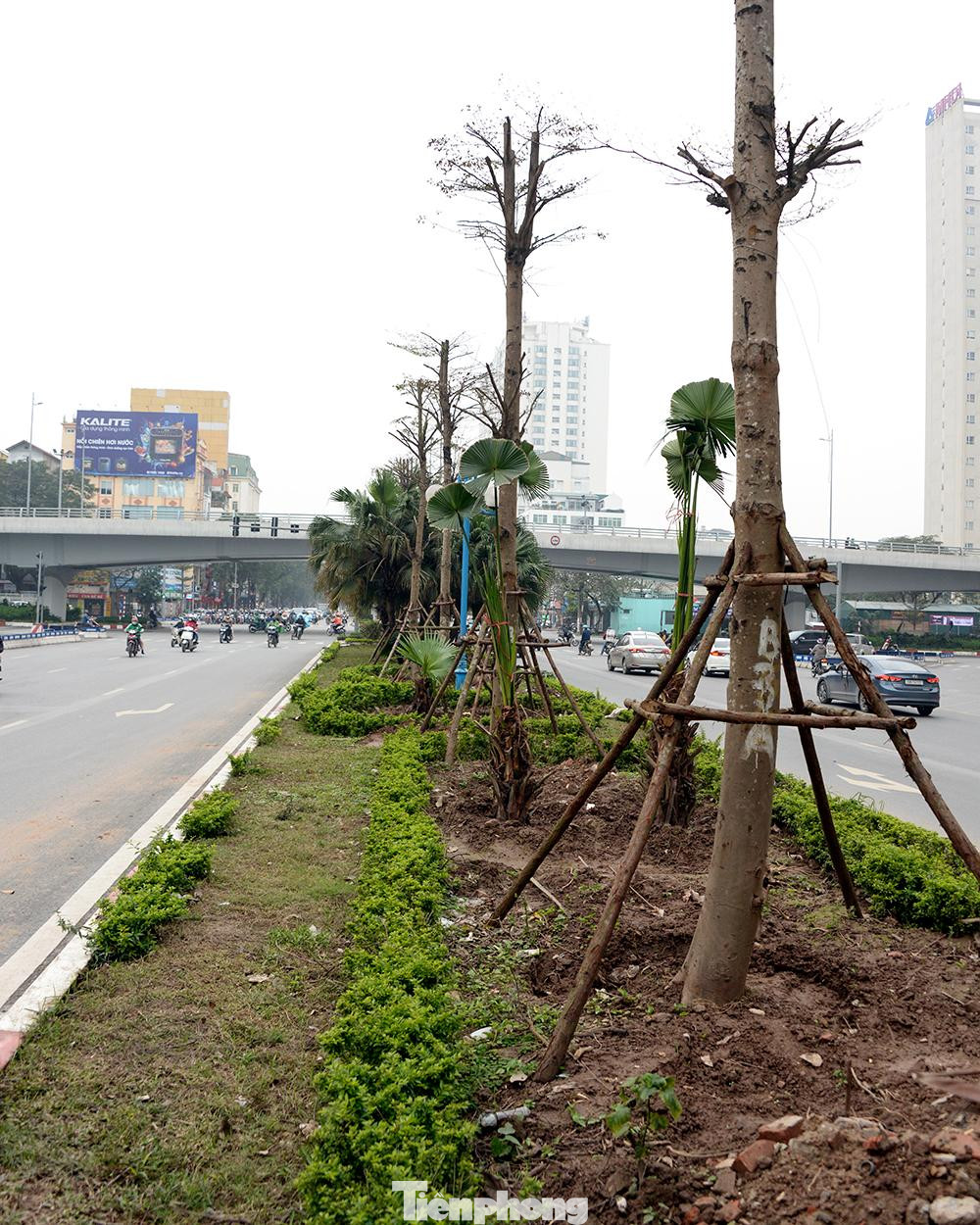 Sau khi được mở rộng, phần dải phân cách giữa đường Hoàng Quốc Việt có chiều rộng xuống còn 4,4m. Với một hàng cây xanh được trồng ở giữa cũng thảm cỏ, hoa phía dưới. Thay cho hình ảnh 3 hàng cây xanh mướt như trước kia.