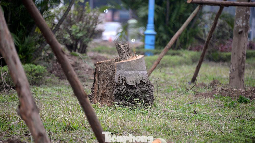 Thời gian gần Tết Nguyên đán vừa qua, hơn 8.000 m2 mảng cây và cỏ cũng đã được dịch chuyển. Công tác dịch chuyển cây xanh đã được đơn vị thi công thực hiện cả ngày lẫn đêm để đảm bảo đúng tiến độ.