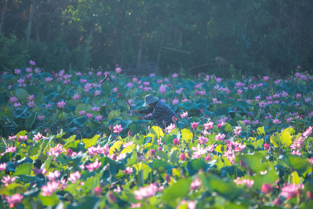 Người dân ra đồng chăm sóc sen khi mặt trời vừa nhô khỏi núi. Sen nở rộ, hy vọng một mùa bội thu, người dân thêm phấn khởi. Ảnh: Nguyễn Trình.