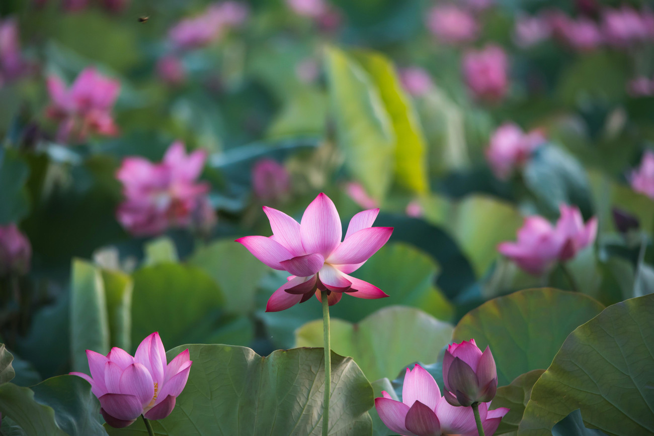 Đóa sen tinh khôi trong nắng sớm. Theo người dân địa phương, thời điểm ngắm sen đẹp nhất là vào sáng sớm từ 5 đến 6 giờ sáng.