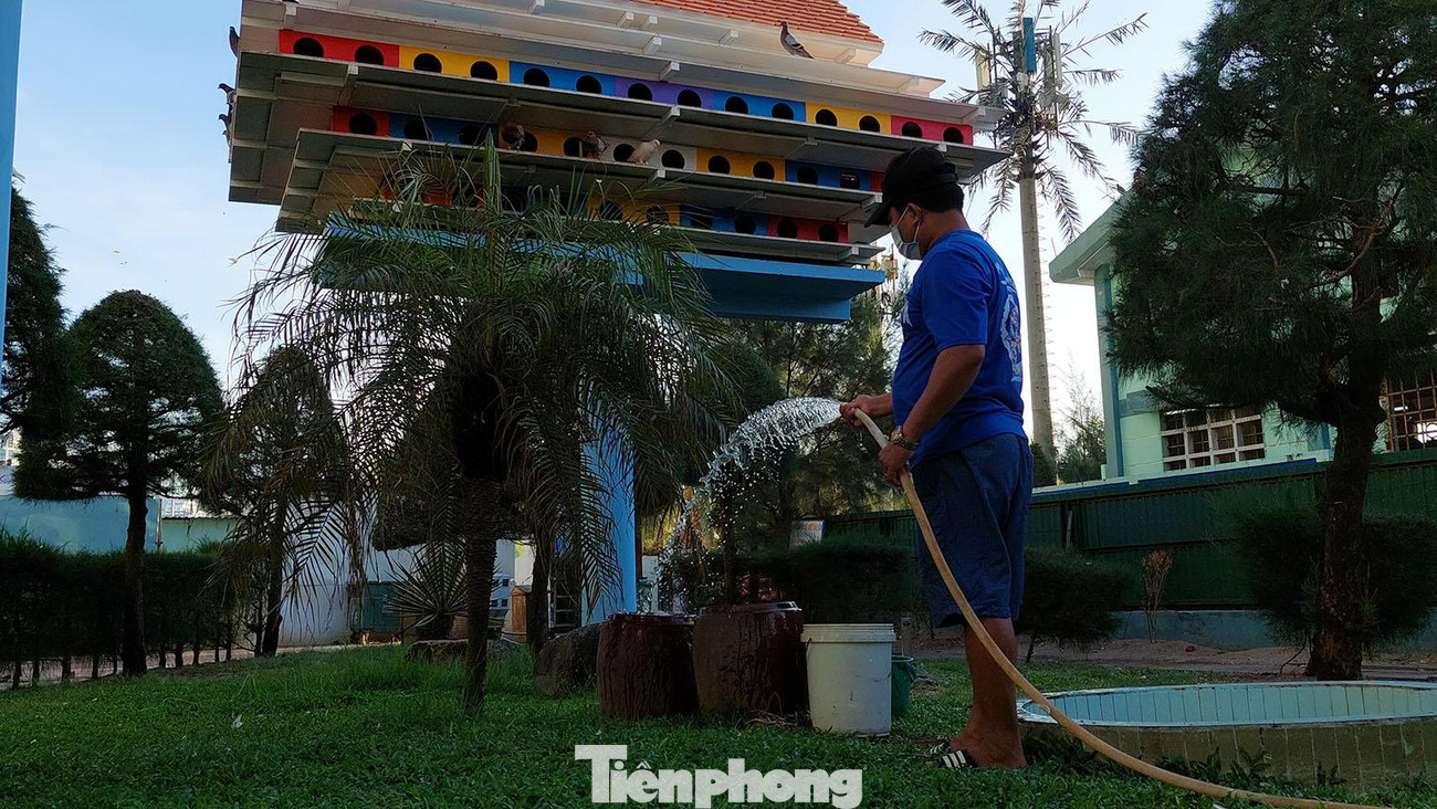 Cho chim ăn xong, anh Thanh làm công việc tiếp theo là bơm nước vào mấy cái lu bằng gốm nung cho chim uống. Những loại thuốc kháng sinh hay phòng dịch định kỳ cho chim thường được quấy loãng trong những cái lu này. Ảnh: Tr.T Cho chim ăn xong, anh Thanh làm công việc tiếp theo là bơm nước vào mấy cái lu bằng gốm nung cho chim uống. Những loại thuốc kháng sinh hay phòng dịch định kỳ cho chim thường được quấy loãng trong những cái lu này. Ảnh: Tr.T