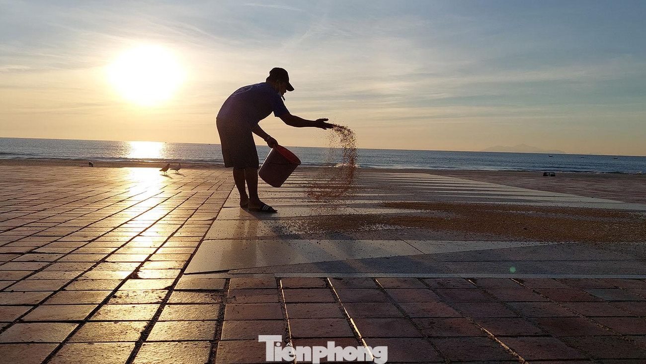 Thức ăn cho đàn chim câu hơn 1.200 con mỗi bữa là một xô lúa đầy. Vừa vãi lúa ra sân Công viên Biển Đông, anh Thanh vừa thổi còi gọi chim. Ảnh: Tr.T Thức ăn cho đàn chim câu hơn 1.200 con mỗi bữa là một xô lúa đầy. Vừa vãi lúa ra sân Công viên Biển Đông, anh Thanh vừa thổi còi gọi chim. Ảnh: Tr.T