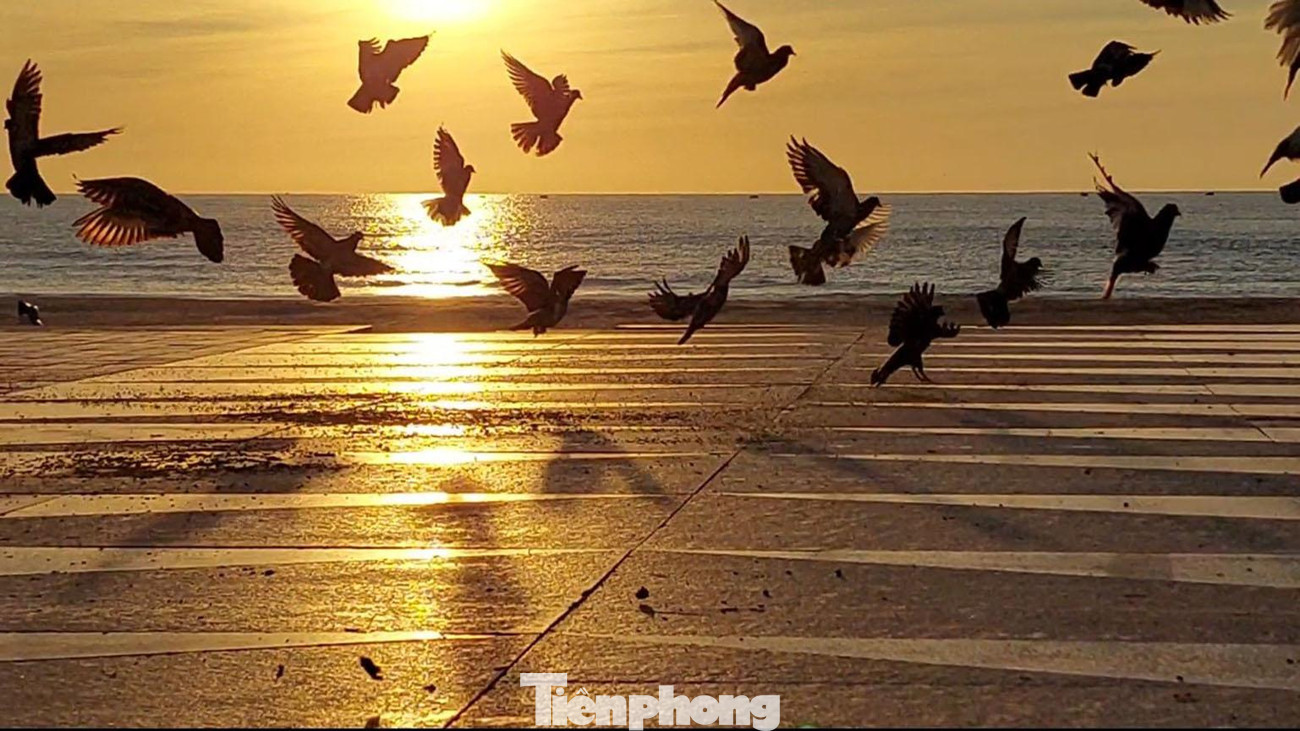 Rồi lần lượt từng đàn bay sà xuống nơi ăn sáng quen thuộc. Ảnh: Tr.T Rồi lần lượt từng đàn bay sà xuống nơi ăn sáng quen thuộc. Ảnh: Tr.T