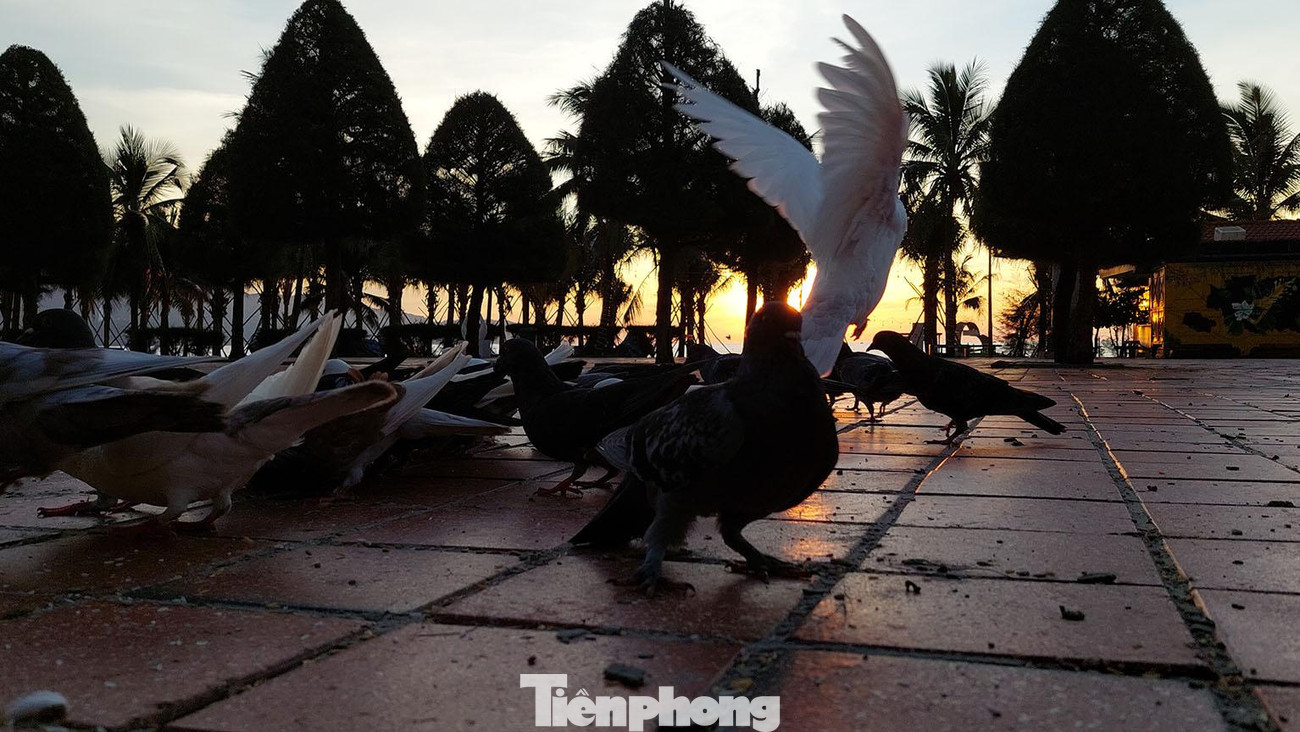 Được biết, nhiệm vụ cho đàn chim câu ăn uống những năm qua được giao cho anh Hải, nhân viên Đội trật tự thuộc Ban Quản lý. Nhưng trong 7 ngày Đà Nẵng đóng cửa "ai ở đâu, ở đó" này, anh Hải không thể ra khỏi nhà. Vì vậy anh Thanh kiêm luôn việc này. Ảnh: Tr.T Được biết, nhiệm vụ cho đàn chim câu ăn uống những năm qua được giao cho anh Hải, nhân viên Đội trật tự thuộc Ban Quản lý. Nhưng trong 7 ngày Đà Nẵng đóng cửa "ai ở đâu, ở đó" này, anh Hải không thể ra khỏi nhà. Vì vậy anh Thanh kiêm luôn việc này. Ảnh: Tr.T