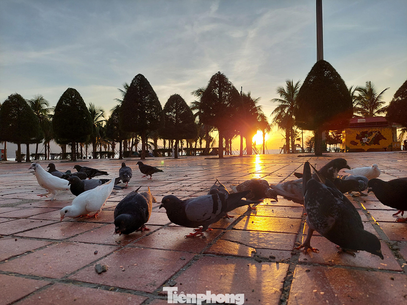 Cuối cùng, nhận ra chủ nhân đích thực với món ăn khoái khẩu mỗi ngày, bầy chim bắt đầu kéo nhau ùa xuống hối hả mổ thóc. Ảnh: Tr.T Cuối cùng, nhận ra chủ nhân đích thực với món ăn khoái khẩu mỗi ngày, bầy chim bắt đầu kéo nhau ùa xuống hối hả mổ thóc. Ảnh: Tr.T