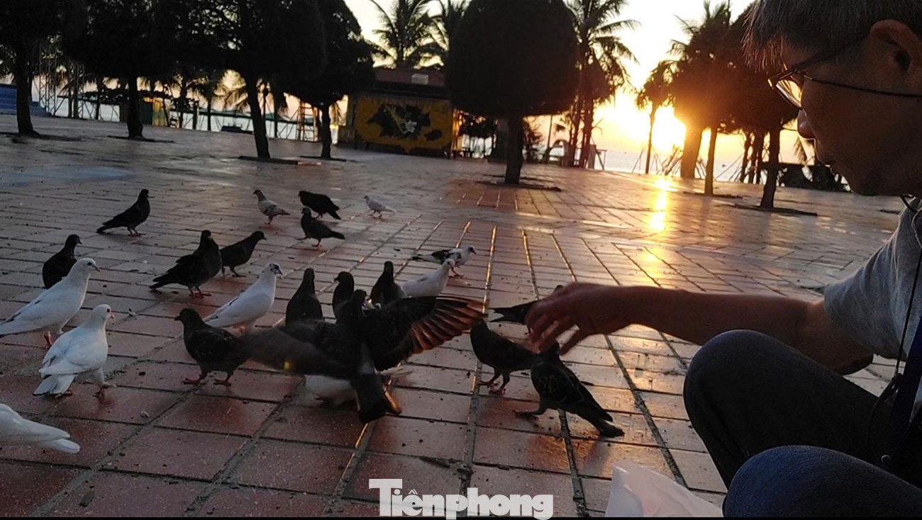 Thì ra từ lúc 5 giờ sáng, PV Tiền Phong chạy sang đã cho bầy chim ăn mấy lon gạo mang theo. Có lẽ chúng tưởng đã "xong bữa", nên dù nghe tiếng còi, chúng vẫn đứng từ xa ngó ra một cách lười nhác. Ảnh: Tr.T Thì ra từ lúc 5 giờ sáng, PV Tiền Phong chạy sang đã cho bầy chim ăn mấy lon gạo mang theo. Có lẽ chúng tưởng đã "xong bữa", nên dù nghe tiếng còi, chúng vẫn đứng từ xa ngó ra một cách lười nhác. Ảnh: Tr.T