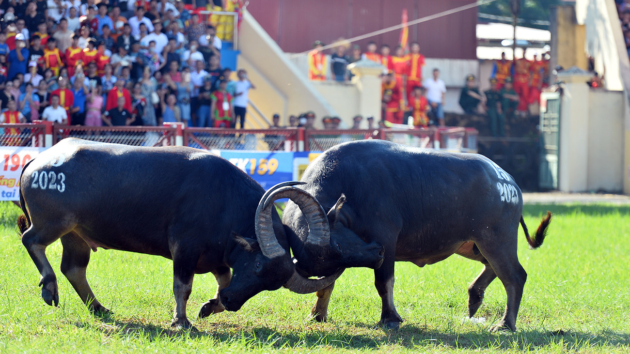 Ngay từ vòng loại, những ông trâu đã trình diễn những màn đấu hấp dẫn, hàng vạn khán giả theo dõi hò reo cổ vũ, phấn khích.