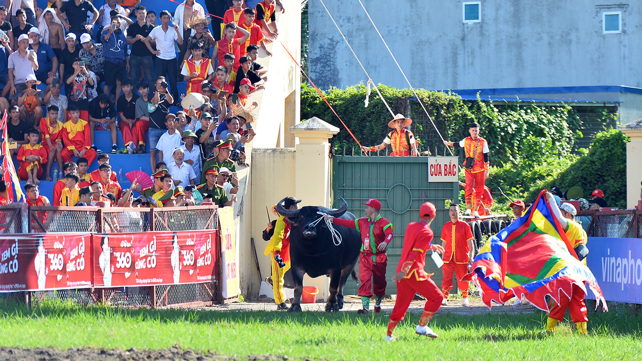 Tham gia thi đấu tại lễ hội năm nay có 16 ông trâu thuộc 6 phường trên địa bàn quận Đồ Sơn (TP Hải Phòng). Trong đó, có ông trâu nặng tới 1,3 tấn, vòng ngực 2,6m, là trâu chọi lớn nhất từ trước tới nay tại Đồ Sơn.