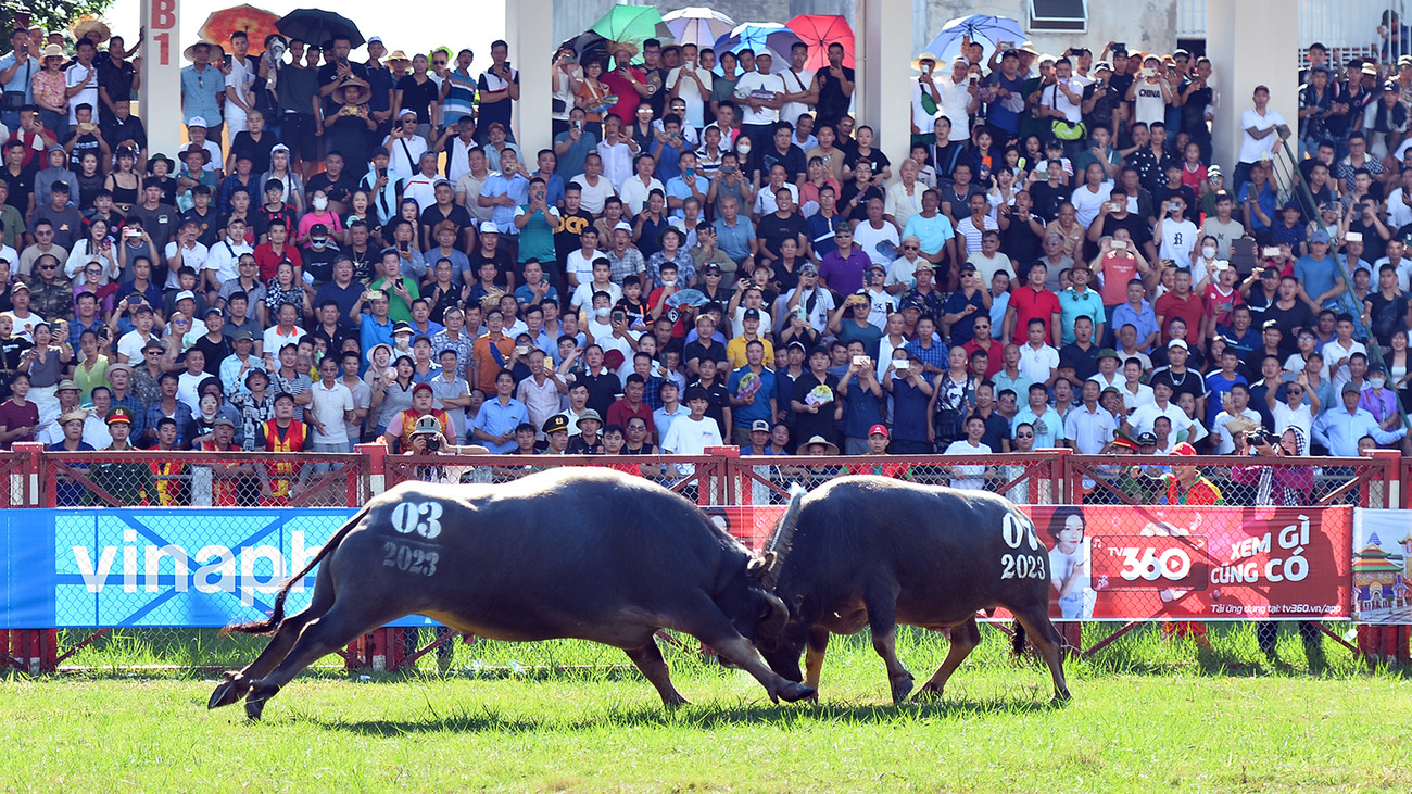 Từ sáng sớm, hàng vạn khán giả là người ở khắp các tỉnh, thành trên cả nước đã tới sân vận động Đồ Sơn ổn định vị trí theo dõi những màn chọi trâu. Sân vận động Đồ Sơn có sức chứa khoảng 20.000 chỗ ngồi nhưng không còn một chỗ trống. Phía ngoài cổng sân vận động, Ban tổ chức lễ hội cũng bố trí các màn hình lớn phục vụ khán giả không thể vào sân theo dõi.