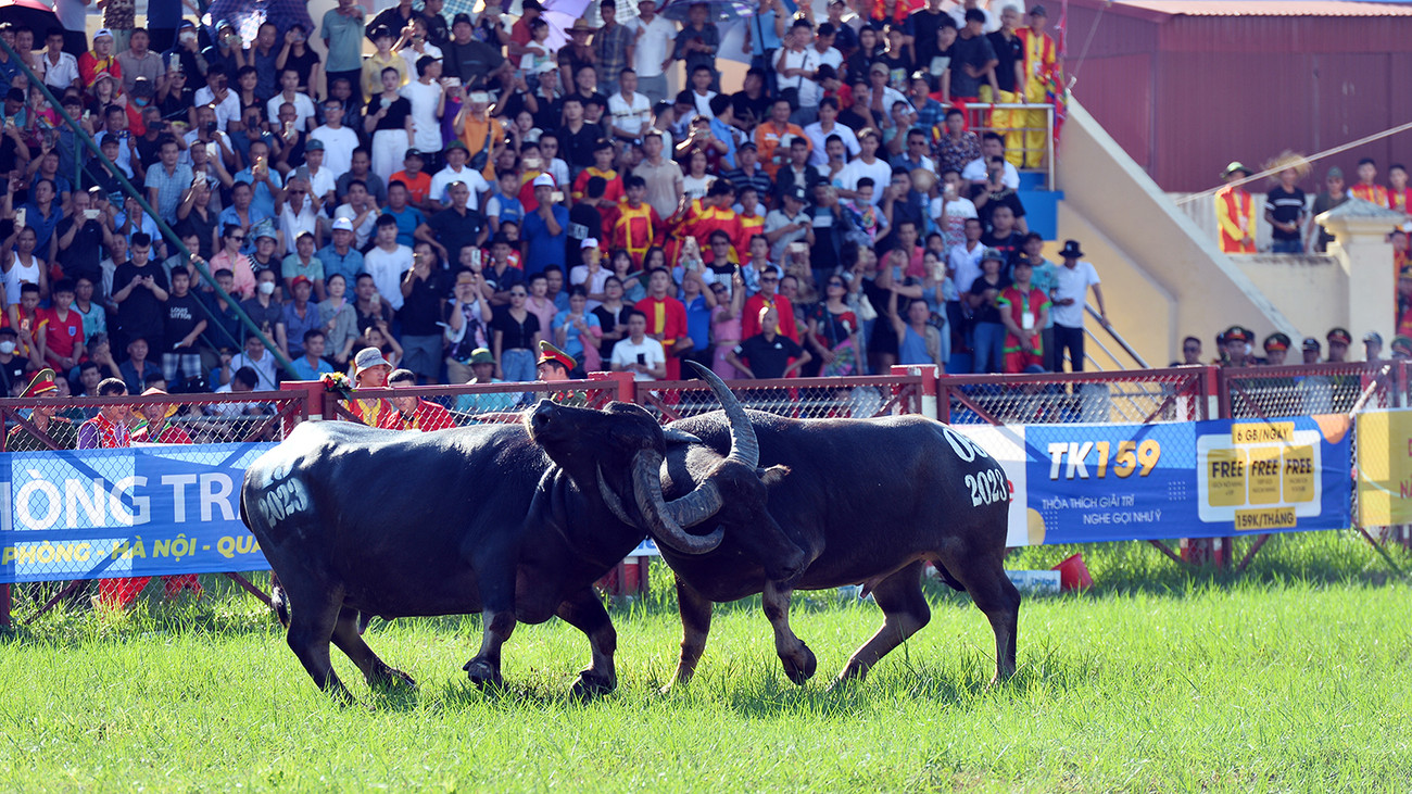 Theo quan sát, trâu chọi Đồ Sơn thể hiện nhiều miếng đánh mãn nhãn như: hổ lao, cáng móc.