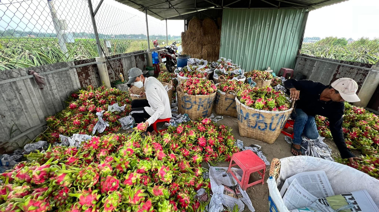 Theo Sở Công Thương tỉnh Long An, hiện nay, thanh long Long An đang vào vụ thu hoạch, dự kiến từ nay đến Tết Nguyên đán Nhâm Dần với sản lượng khoảng 20.000 tấn. Đồng thời, sản lượng thanh long còn tồn đọng trong kho lạnh khoảng 6.000 tấn chưa xuất khẩu được.