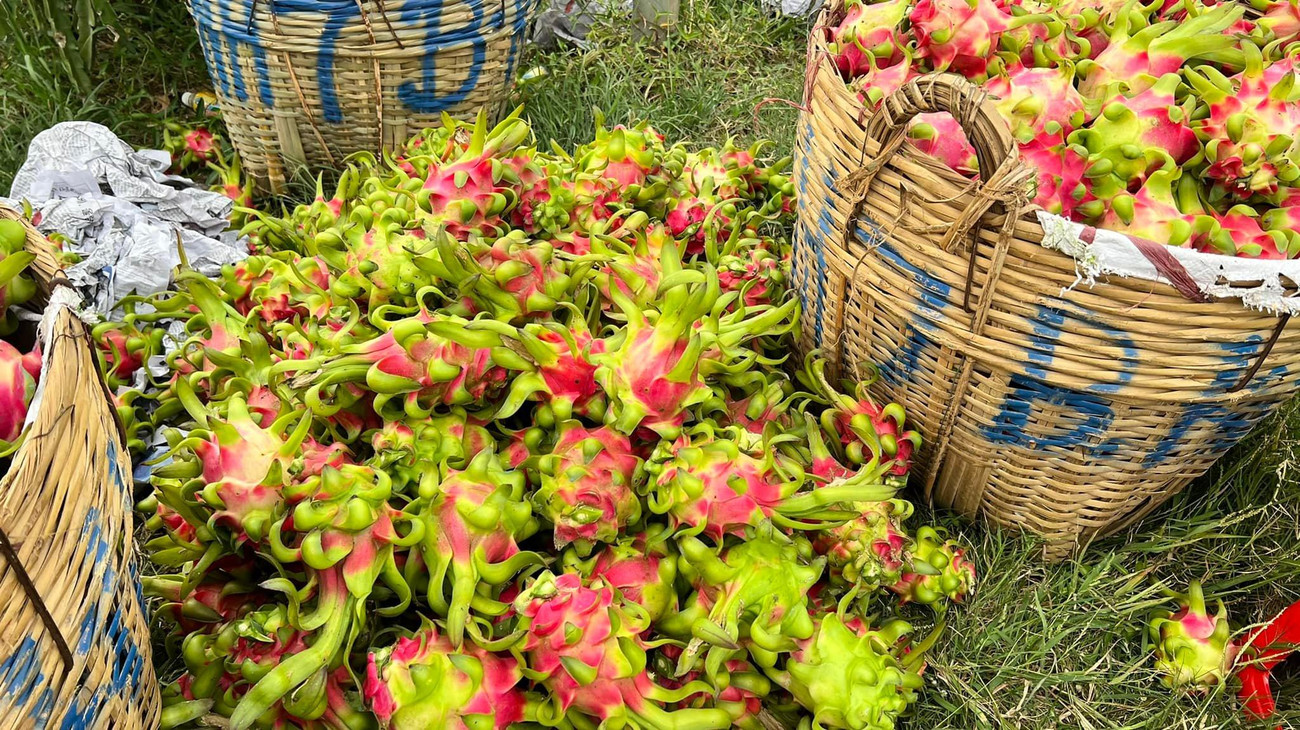 Nhằm hỗ trợ tiêu thụ thanh long cho người dân Long An trong tình hình xuất khẩu nông sản sang thị trường Trung Quốc đang gặp khó khăn, ách tắc, Sở Công Thương Long An đã có văn bản kêu gọi các cơ quan, đoàn thể, doanh nghiệp trong tỉnh Long An hỗ trợ tiêu thụ thanh long Long An góp phần quan trọng trong việc hỗ trợ người nông dân tiêu thụ nông sản và tái sản xuất....