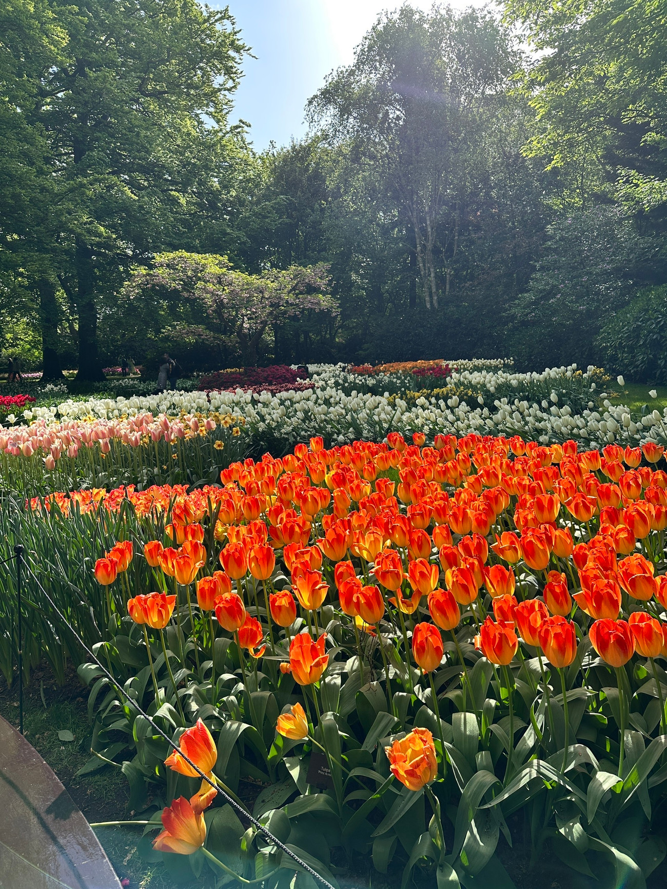 Được mệnh danh là &quot;Vườn châu Âu&quot;, Keukenhof tại Lisse là một trong những vườn hoa lớn nhất thế giới. Với hơn 7 triệu bông hoa tulip, thủy tiên, dạ lan hương và nhiều loài hoa củ khác được trồng tỉ mỉ, Keukenhof mang đến một bản giao hưởng màu sắc và hương thơm khó quên.