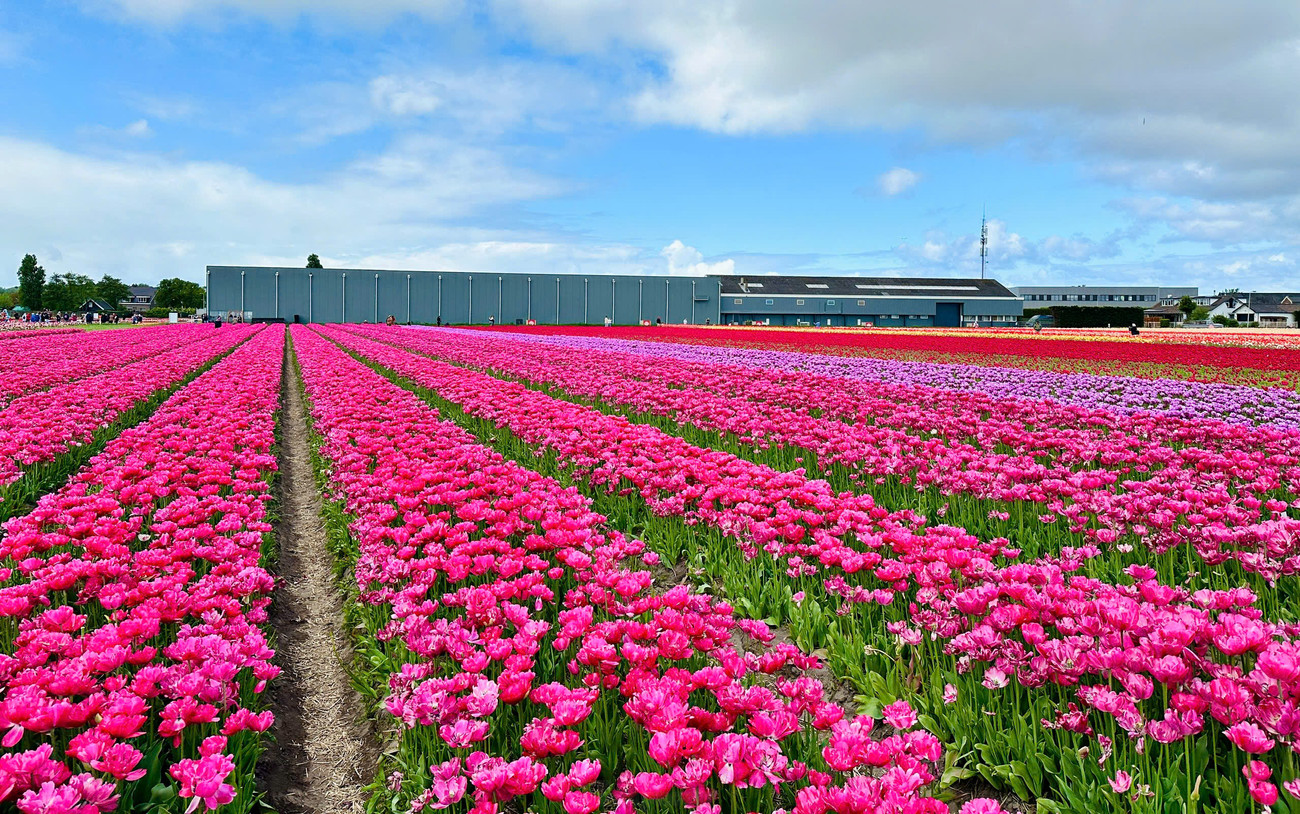 Nằm không quá xa Keukenhof, Tulip Experience Amsterdam mang đến một góc nhìn khác về loài hoa biểu tượng của Hà Lan.