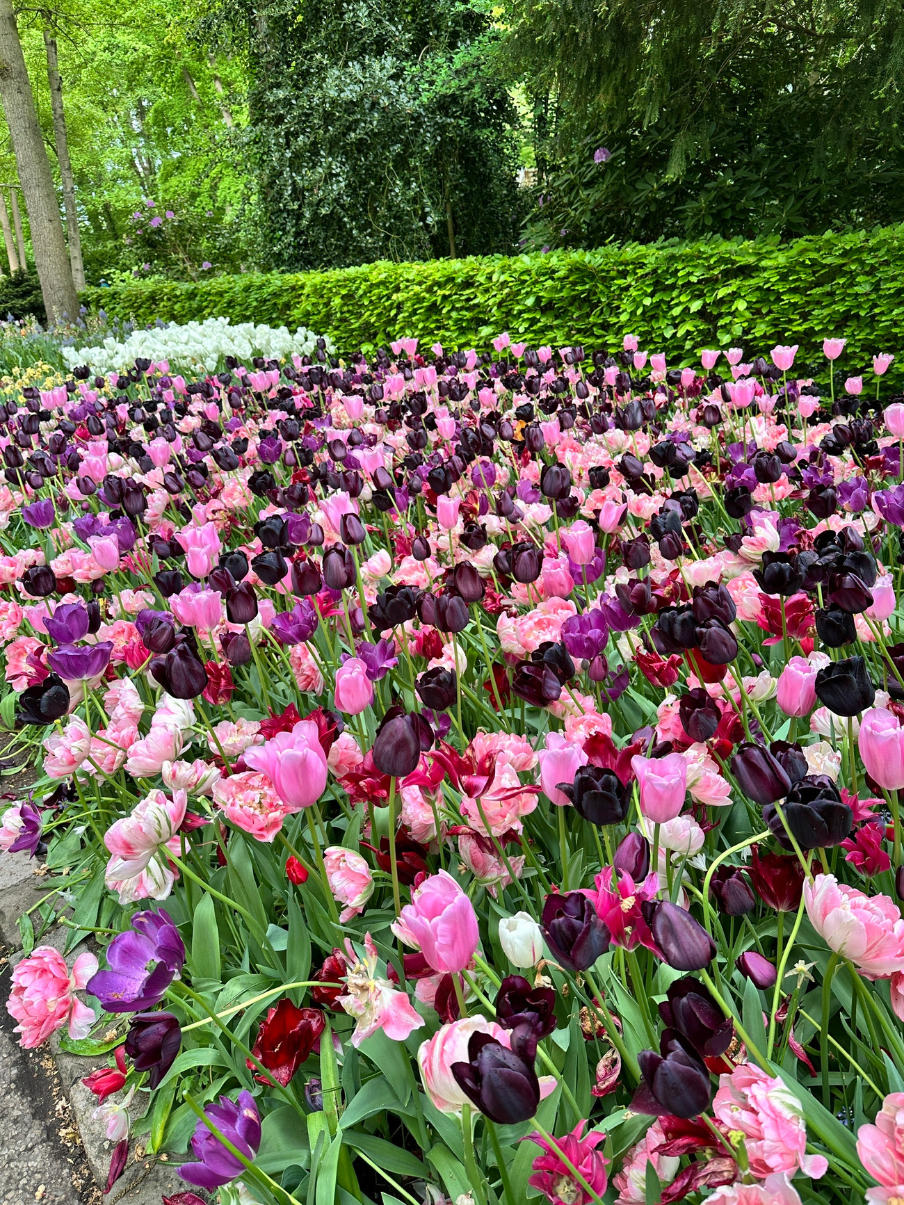 Được mệnh danh là &quot;Vườn châu Âu&quot;, Keukenhof tại Lisse là một trong những vườn hoa lớn nhất thế giới. Với hơn 7 triệu bông hoa tulip, thủy tiên, dạ lan hương và nhiều loài hoa củ khác được trồng tỉ mỉ, Keukenhof mang đến một bản giao hưởng màu sắc và hương thơm khó quên.