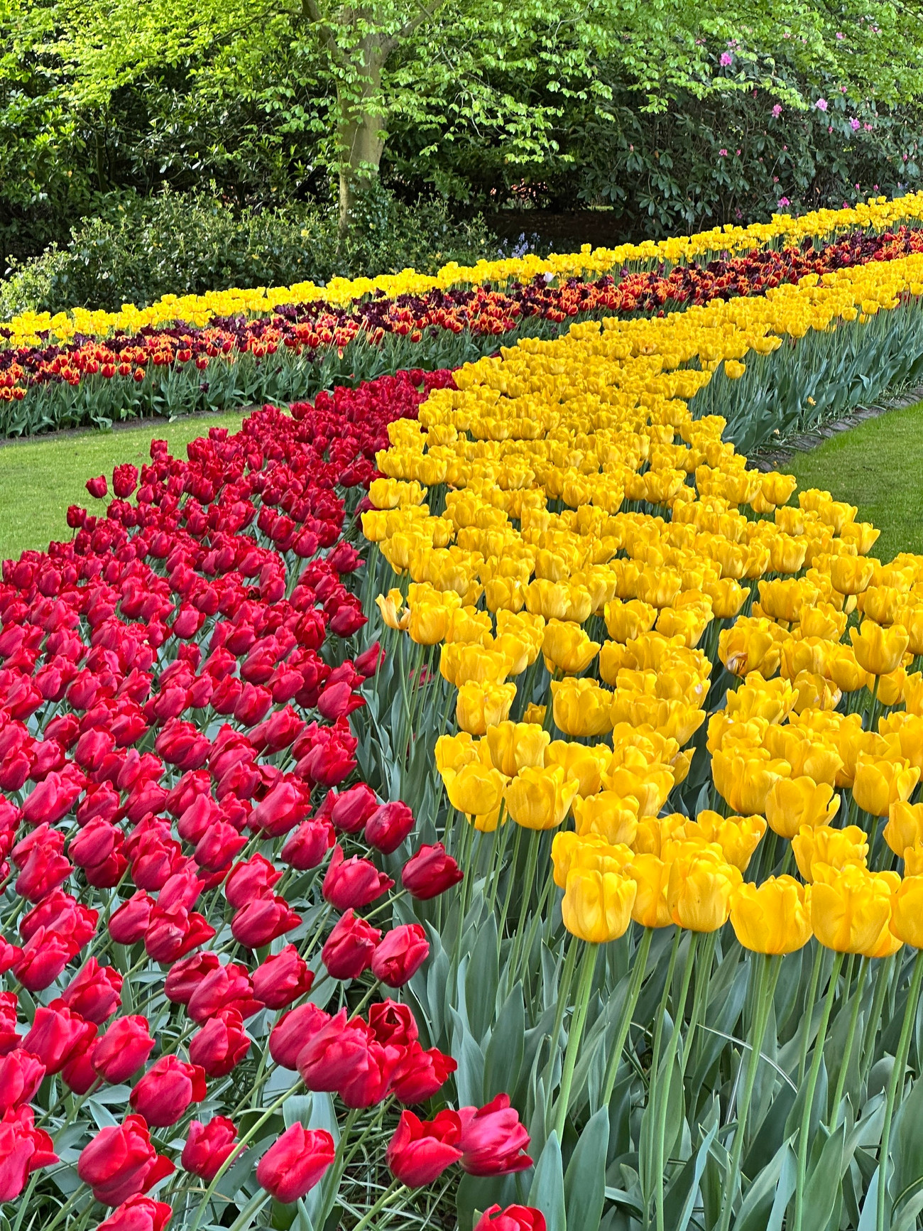 Được mệnh danh là &quot;Vườn châu Âu&quot;, Keukenhof tại Lisse là một trong những vườn hoa lớn nhất thế giới. Với hơn 7 triệu bông hoa tulip, thủy tiên, dạ lan hương và nhiều loài hoa củ khác được trồng tỉ mỉ, Keukenhof mang đến một bản giao hưởng màu sắc và hương thơm khó quên.