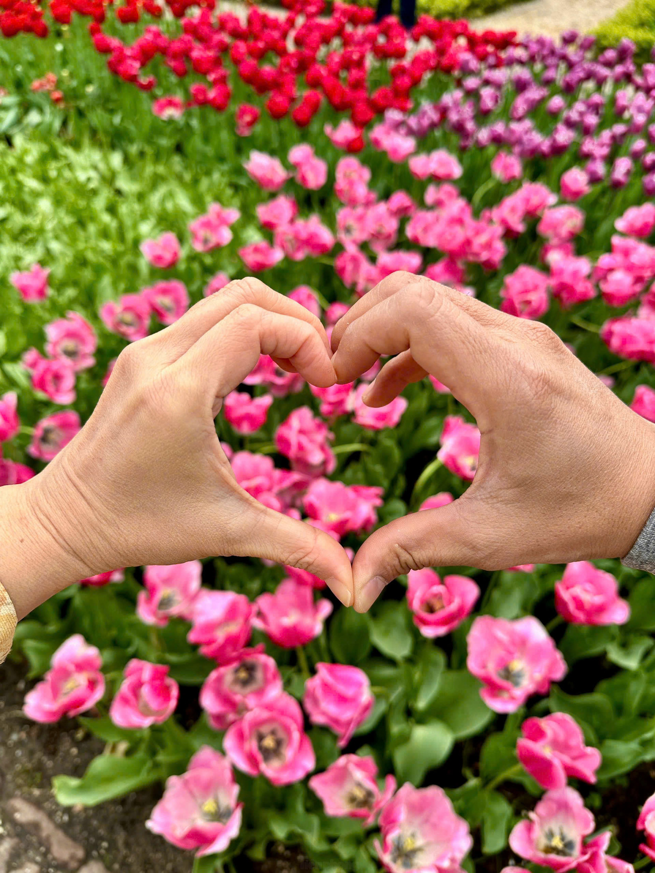 Điểm đến không thể bỏ qua cho những tín đồ hoa tulip chính là vườn hoa Keukenhof trứ danh.