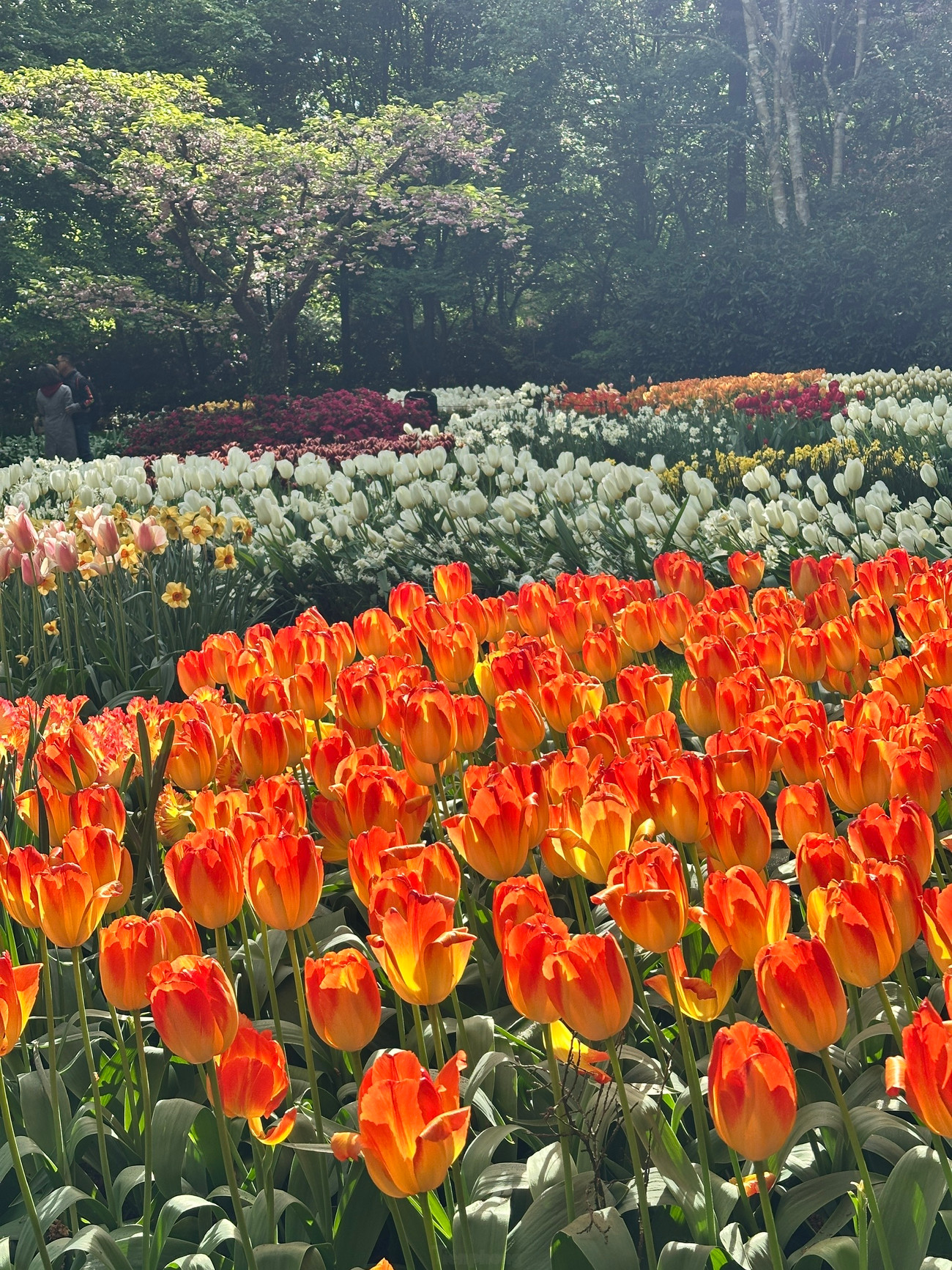 Được mệnh danh là &quot;Vườn châu Âu&quot;, Keukenhof tại Lisse là một trong những vườn hoa lớn nhất thế giới. Với hơn 7 triệu bông hoa tulip, thủy tiên, dạ lan hương và nhiều loài hoa củ khác được trồng tỉ mỉ, Keukenhof mang đến một bản giao hưởng màu sắc và hương thơm khó quên.